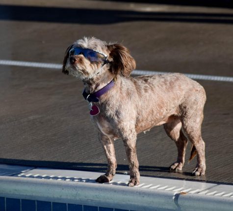The Mission Pool Dog Day